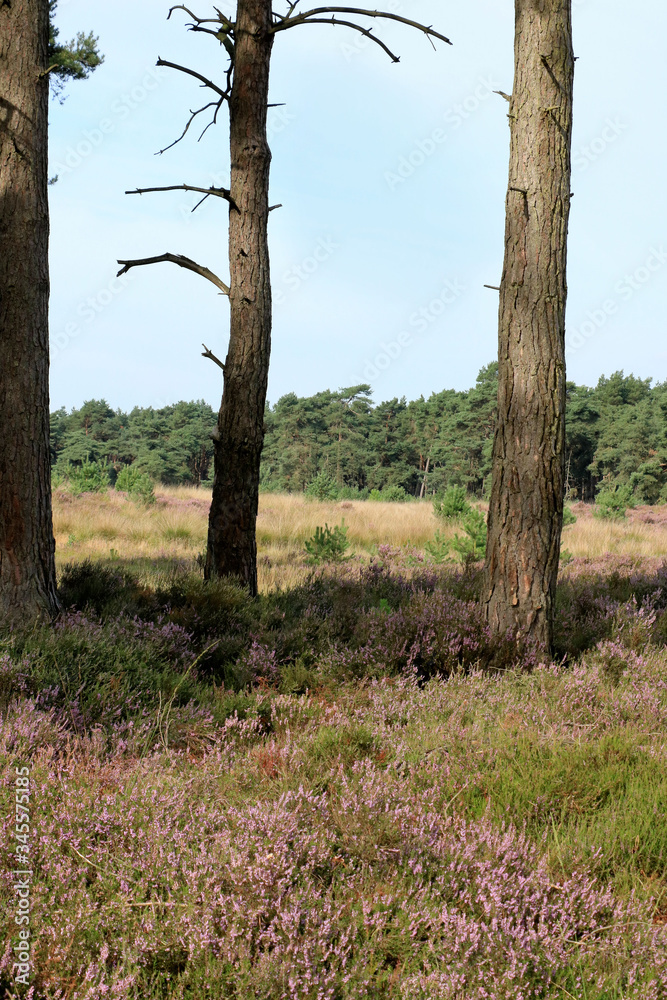 Fototapeta premium trees in Cross border park De Zoom, Kalmthout heath, Belgium, The Netherlands