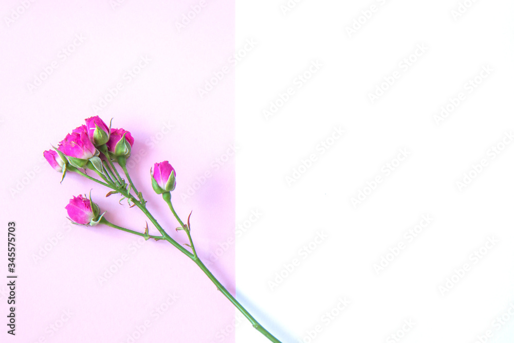 Flowers on a pink background. Flat lay Flowers on a pink background. Flat lay