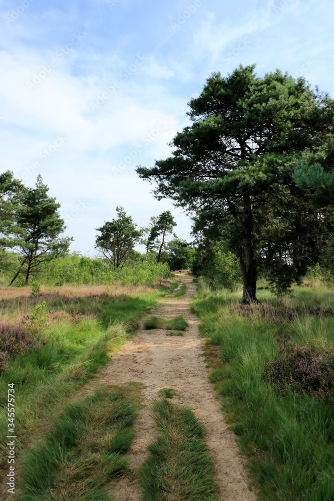 Cross border park De Zoom, Kalmthout heath, Belgium, The Netherlands Cross border park De Zoom, Kalmthout heath, Belgium, The Netherlands