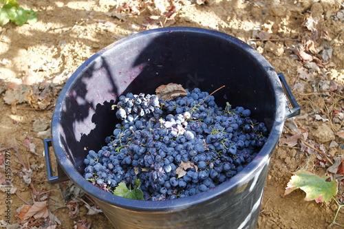 Grape harvesting in the Salento countryside