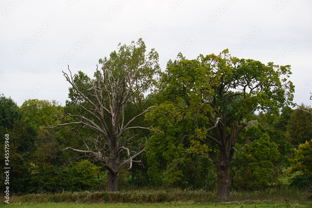 Obraz premium Dried tree, countryside, Saffron Walden