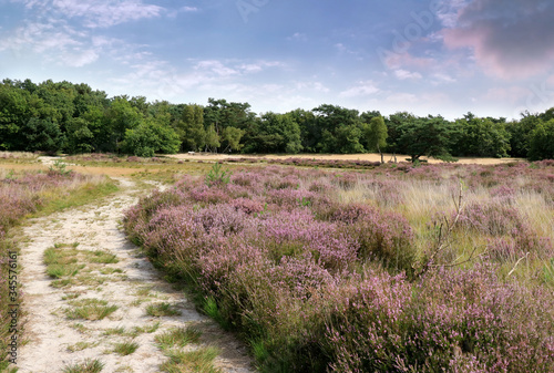 dunes and moor grass in the Cross border park De Zoom, Kalmthout heath, Belgium, The Netherlands