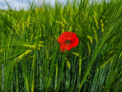 red poppy in the green wheat field