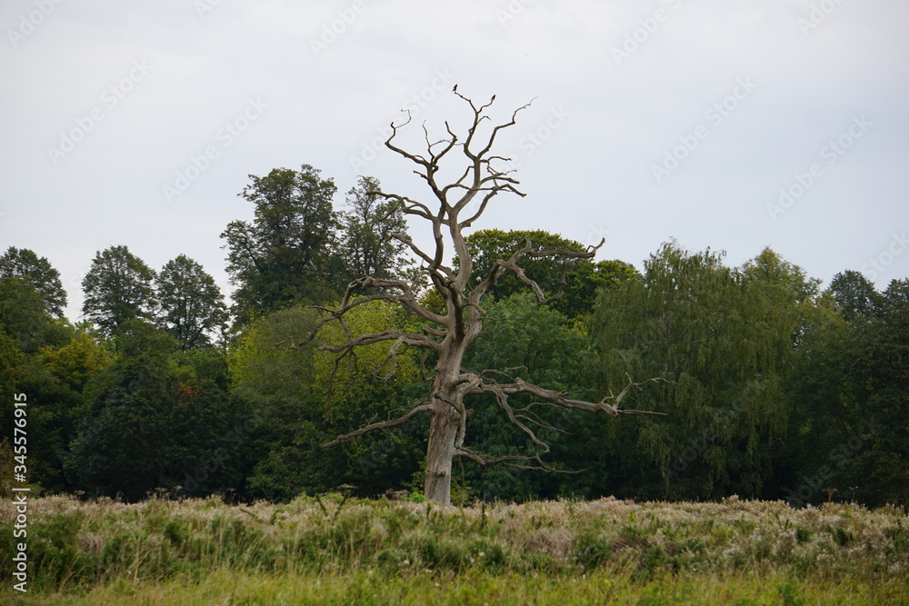 Dried tree, countryside, Saffron Walden