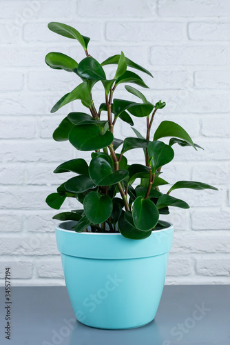 Home plant in a pot on a white brick background. Close-up with space for text.
