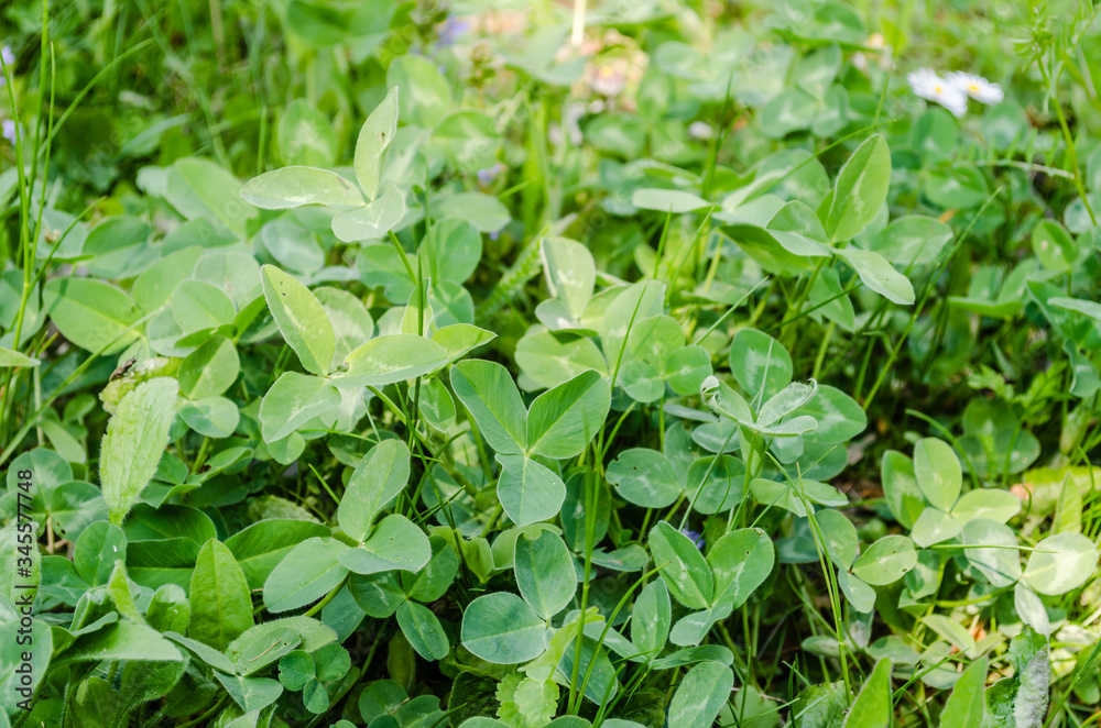 Leaves of young clover on the meadow of Fruska Gora Leaves of young clover on the meadow of Fruska Gora