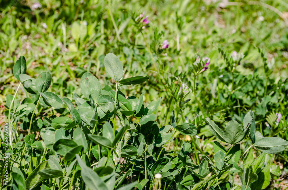Leaves of young clover on the meadow of Fruska Gora Leaves of young clover on the meadow of Fruska Gora