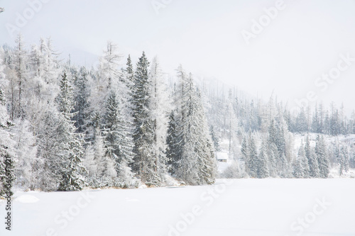 winter forest white landscape photography scenic view in Slovakia highlands Easter European region nature environment in December month time before Christmas holidays © Артём Князь
