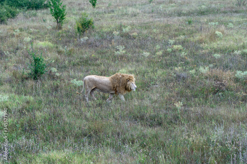 lion at the safari park © Daria Artemova