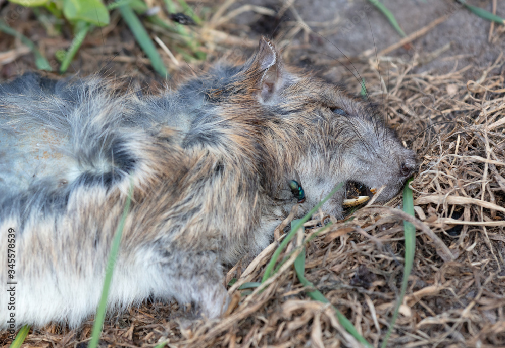 Obraz premium Dead muskrat lying in the grass