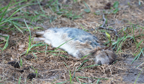 Dead muskrat lying in the grass