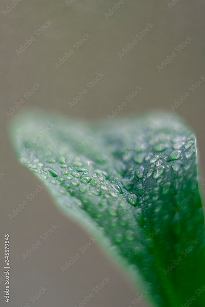 Close-up of drops on the leaves. Houseplants. Close-up of drops on the leaves. Houseplants.