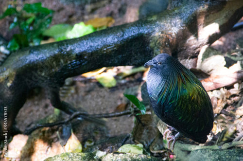 Emerald dove sitting in the zoo in Thailand.Object have clipping path.