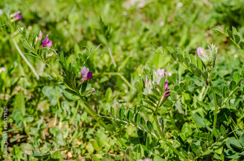 Leaves of young clover on the meadow of Fruska Gora 