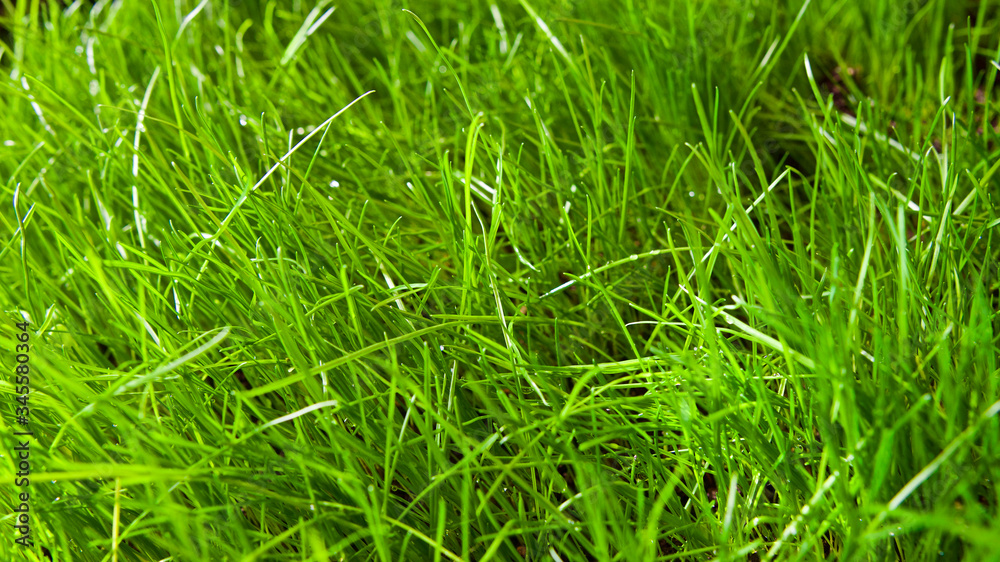 Grass background green field. Focus is on the front and back. Grass background green field. Focus is on the front and back.
