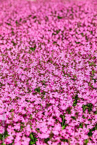 Pinkfarbene Nelken Hintergrund Muster