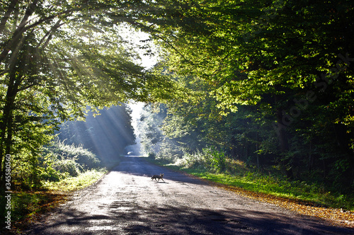 The forest road is filled with sunlight. Fox on the road.