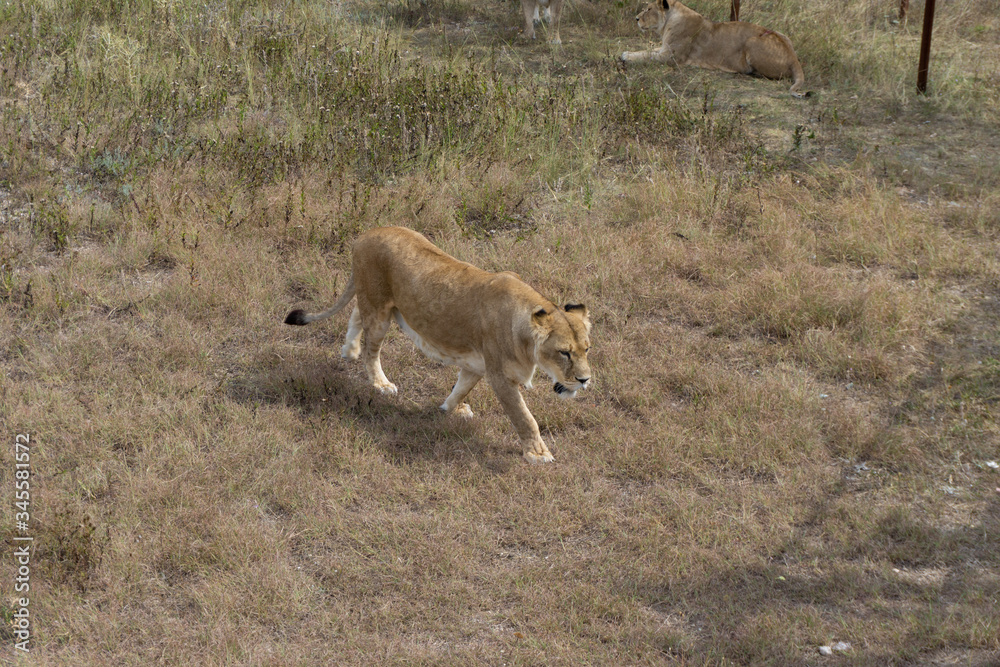 lion at the safari park
