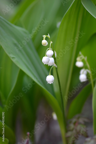 Lily of the valley