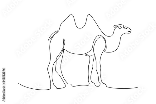 Fototapeta Two-humped Bactrian camel in continuous line art drawing style