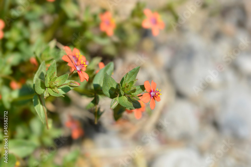 Scarlet pimpernel photo