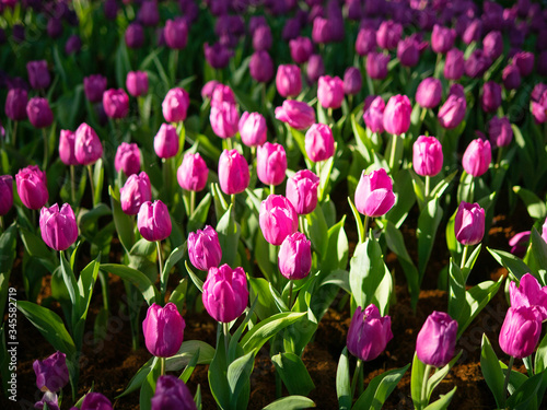 Colorful flowers in the garden, close up