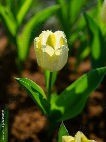 Colorful flowers in the garden, close up