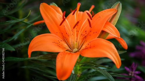 Colorful flowers in the garden, close up