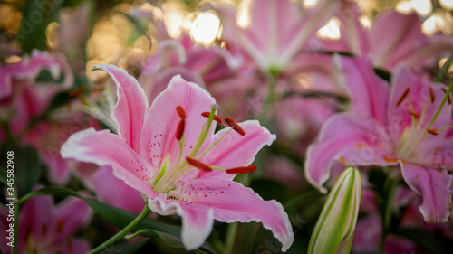 Colorful flowers in the garden, close up
