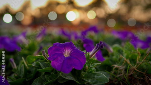 Colorful flowers in the garden, close up