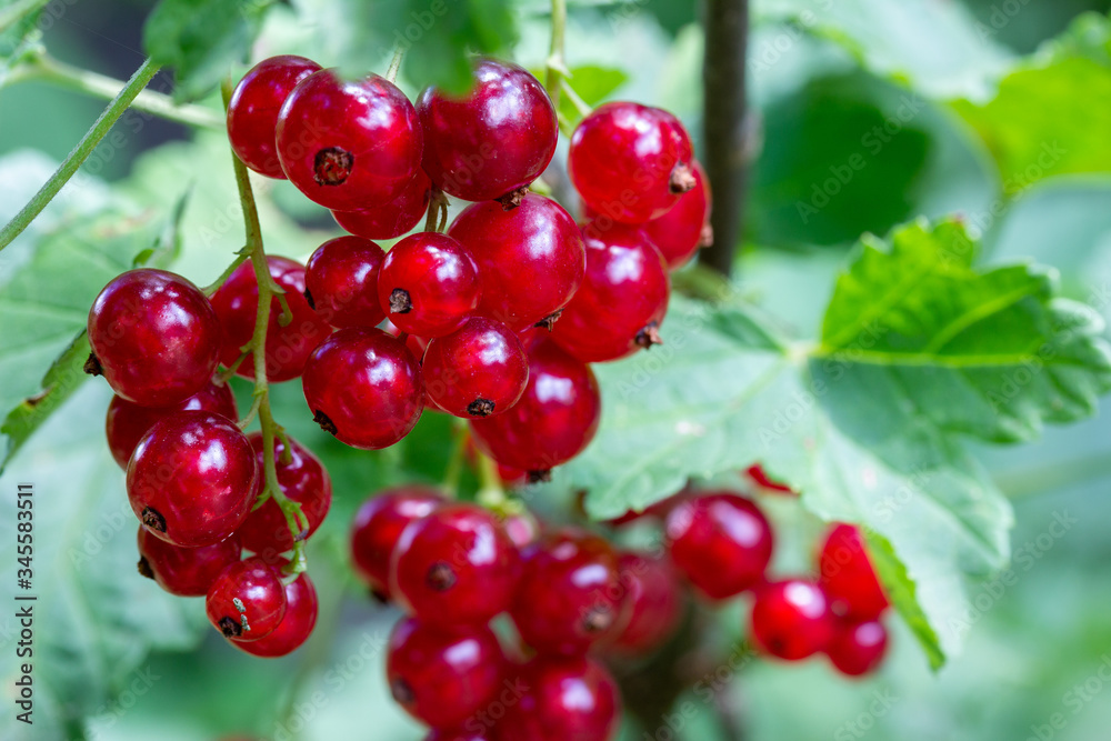 ripe clusters of red currant berries on a branch close up ripe clusters of red currant berries on a branch close up