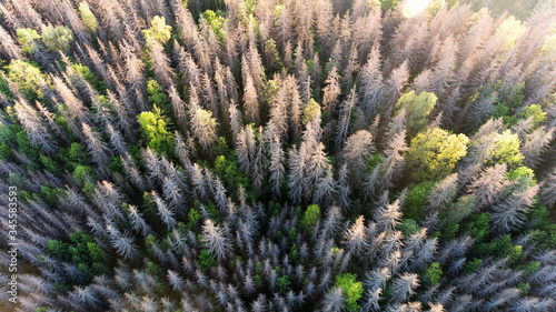 Dead spruce trees in Bialowieza Forest