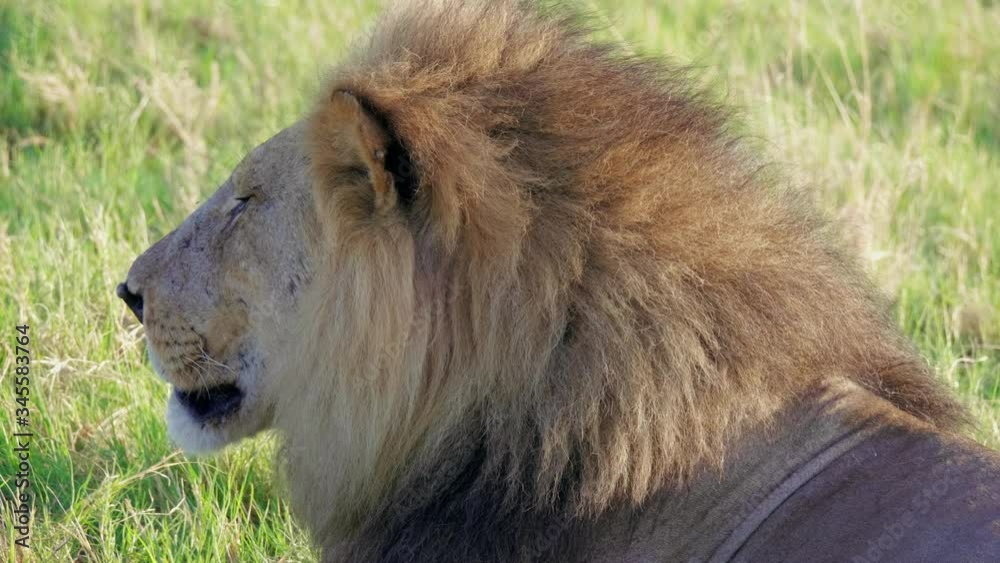 Black Maned Alpha Of The Lion Pride Resting At The Savuti Marsh In Botswana On A Bright Weather - closeup shot Black Maned Alpha Of The Lion Pride Resting At The Savuti Marsh In Botswana On A Bright Weather - closeup shot