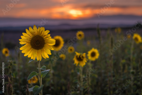 Sunflower field in Germany during sunset