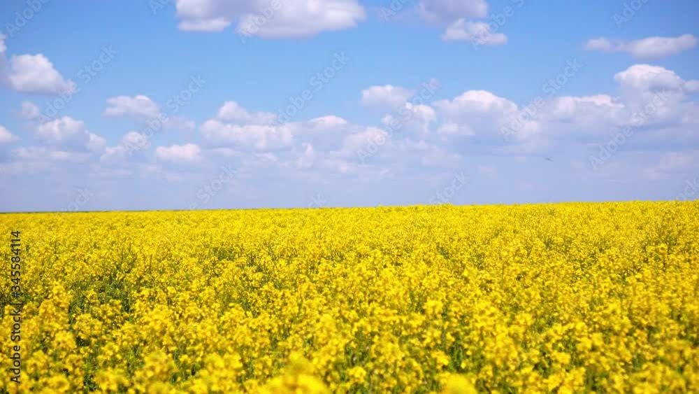 Yellow rapeseed flowers and sky with clouds above them. Yellow rapeseed flowers and sky with clouds above them.