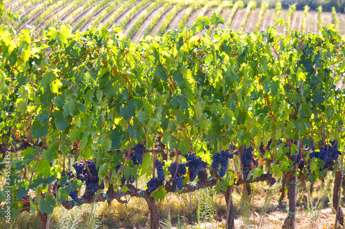 Summer rural landscape with vineyards