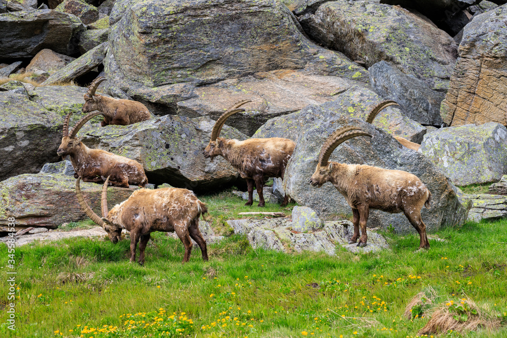 Stambecchi nel parco nazionale del Gran Paradiso Stambecchi nel parco nazionale del Gran Paradiso