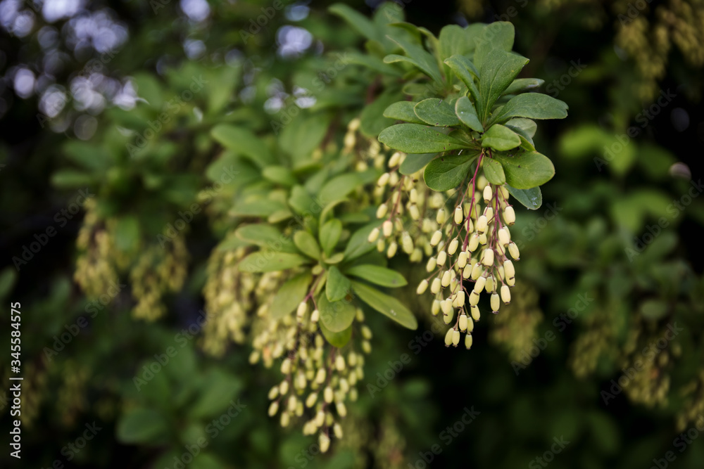 Barberry bush in early summer, when the first unripe berries appeared on young green branches. Ornamental shrub to decorate the garden. Barberry bush in early summer, when the first unripe berries appeared on young green branches. Ornamental shrub to decorate the garden.