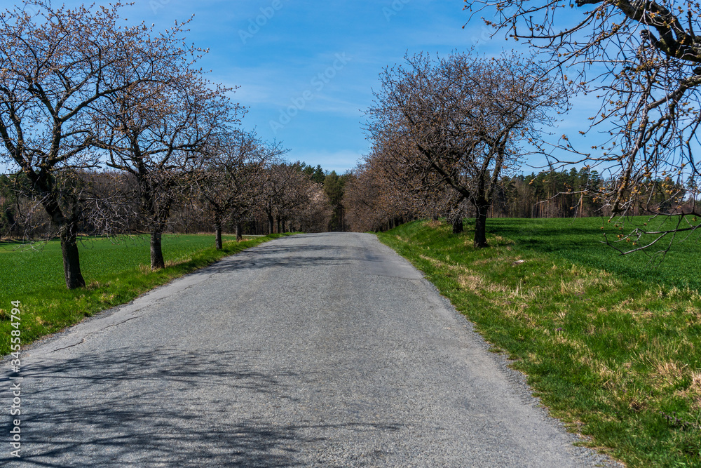 flowering trees around the asphalt road in the fields flowering trees around the asphalt road in the fields
