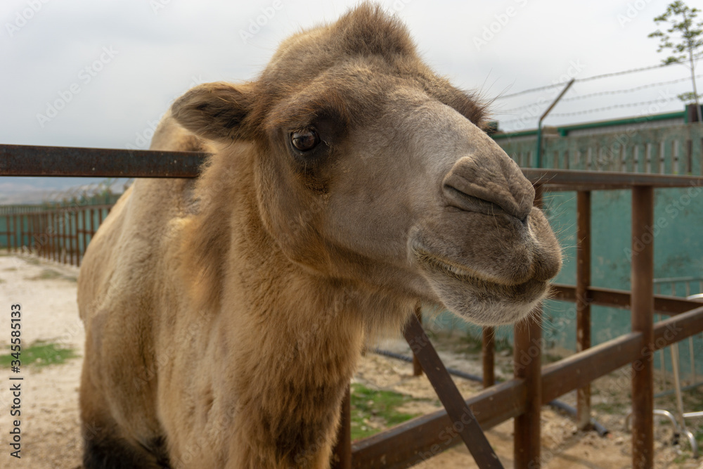 Fototapeta premium camel at the zoo