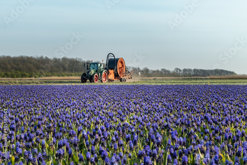 Traktor w polu niebieskich kwiatów, wiosna w Holandii Północnej.