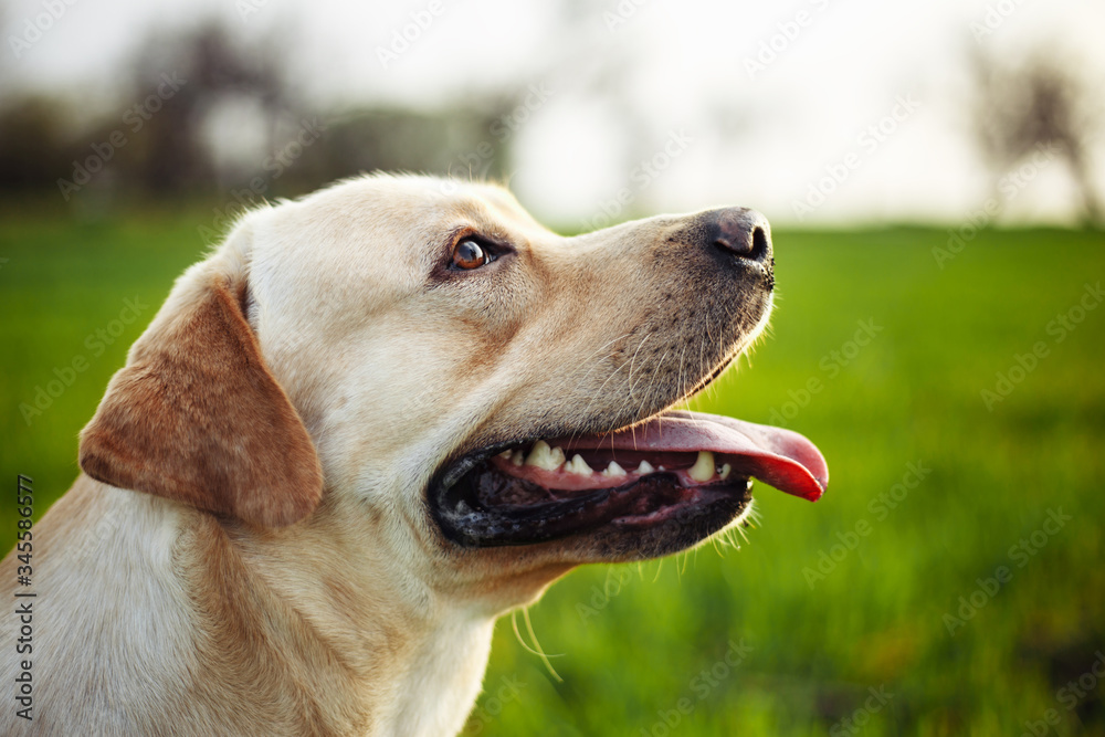 Closeup of the happy dog on the green field on the beautiful sunset. Cheerful labrador retriever sits on the grass with his owner. Home pet play and walk concept.