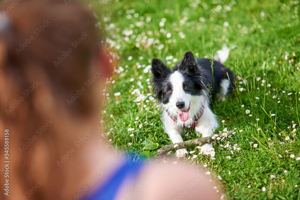 Beautiful Border Collie puppy and its owner during obedience training outdoors. Lie down and wait command, back view. Beautiful Border Collie puppy and its owner during obedience training outdoors. Lie down and wait command, back view.