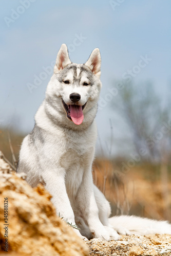 portrait of siberian husky dog