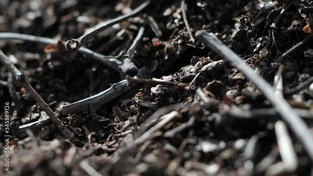 Formica rufa forest ants work in an anthill. close-up. many individuals. 4k Formica rufa forest ants work in an anthill. close-up. many individuals. 4k