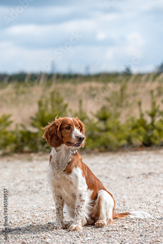 Adorable cute welsh springer spaniel, active happy healthy dog playing outside.