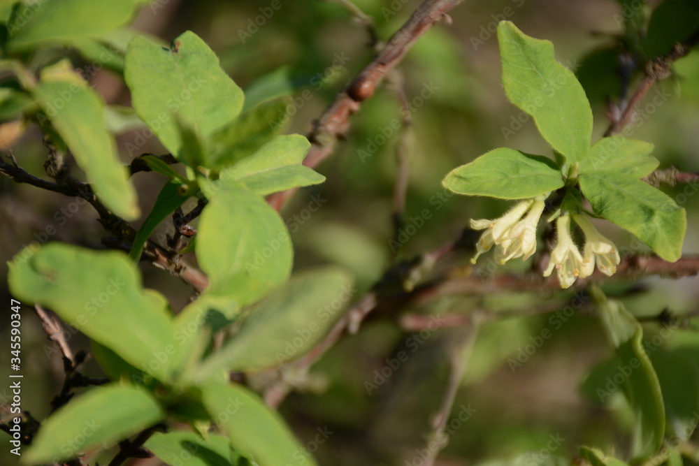 White honeysuckles flowers on blurry green background White honeysuckles flowers on blurry green background