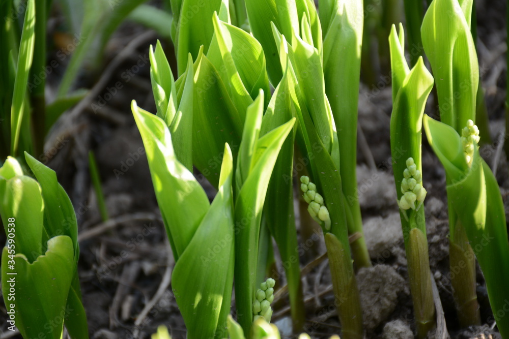Fototapeta premium Lily of the valley buds are about to bloom in the open
