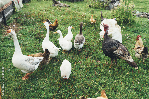 geese walk on the site