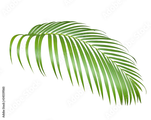 Green Palm leaf isolate is on white background with clipping path, mobile quality